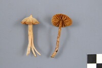 Cortinarius acutus image